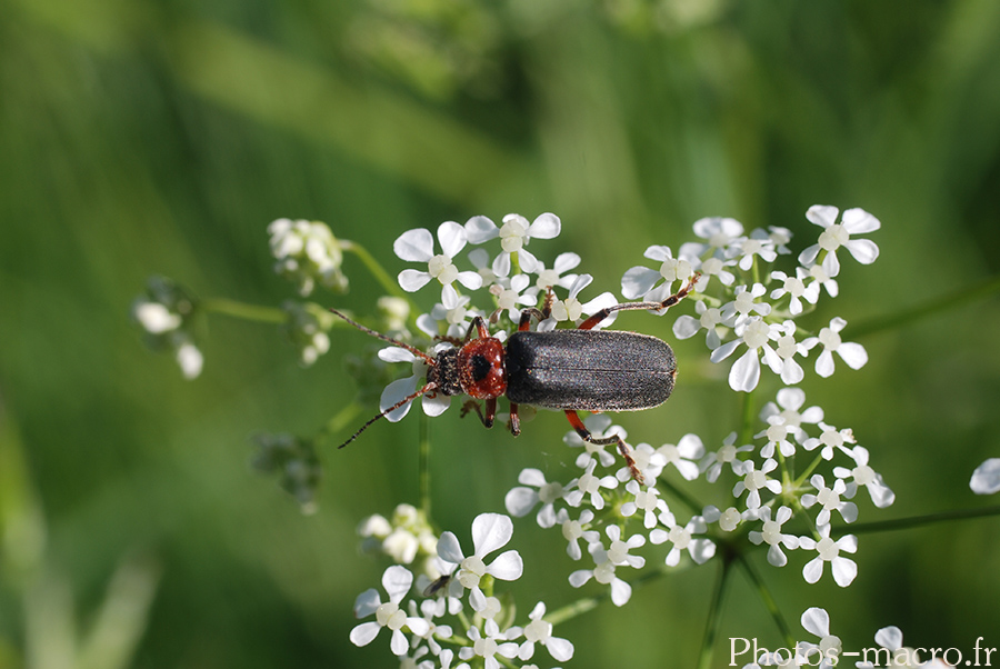 Cantharis rustica